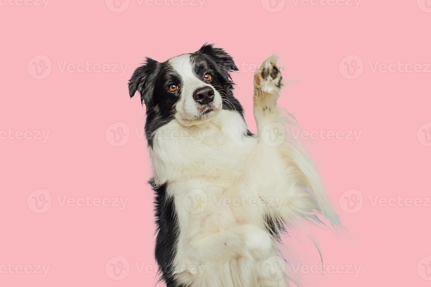 Cute puppy dog border collie with funny face waving paw isolated on pink background. Cute pet dog. Pet animal life concept. photo