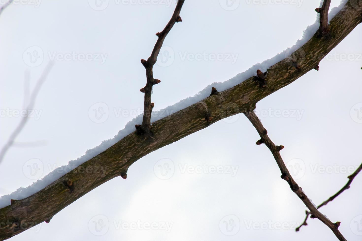 Branches of ginkgo biloba in winter. The branches of a tree without leaves are sprinkled with snow. photo