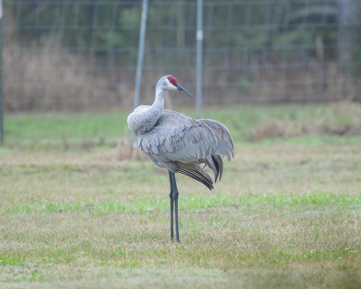 A Crane sitting on a grass lawn photo