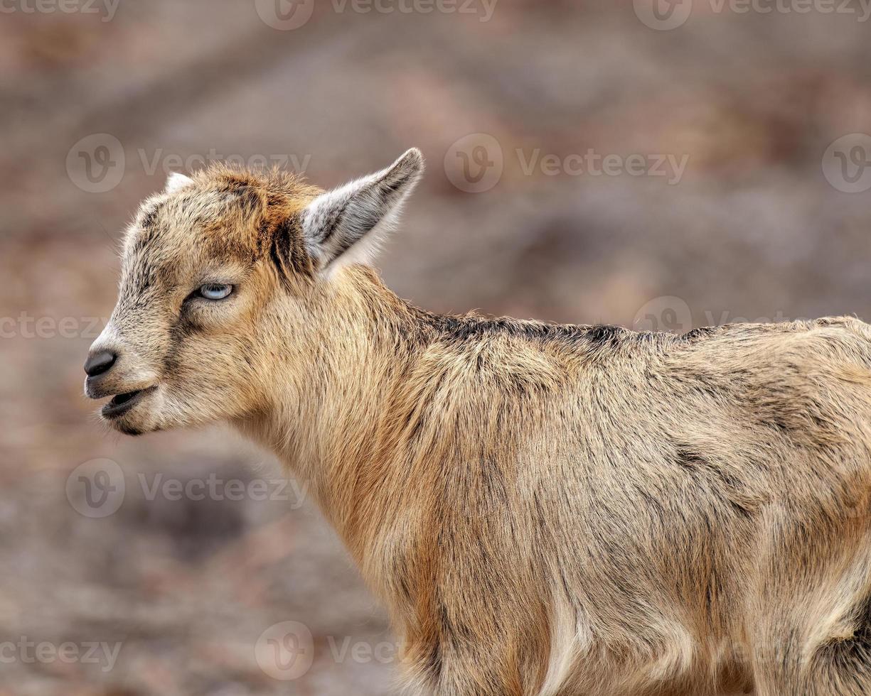 A cute little baby brown goat with blue eyes 19764433 Stock Photo at