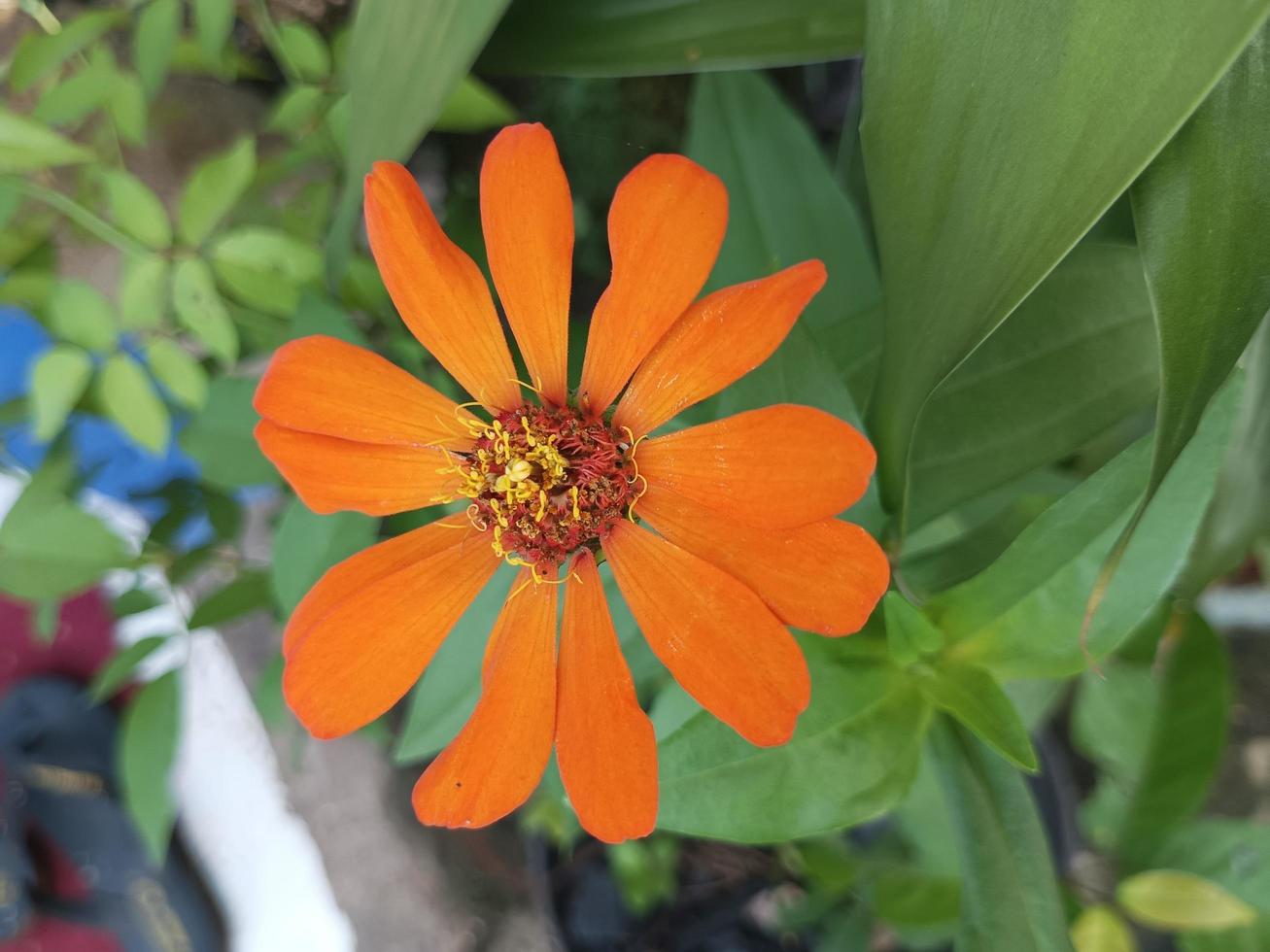 The Orange Daisy photo