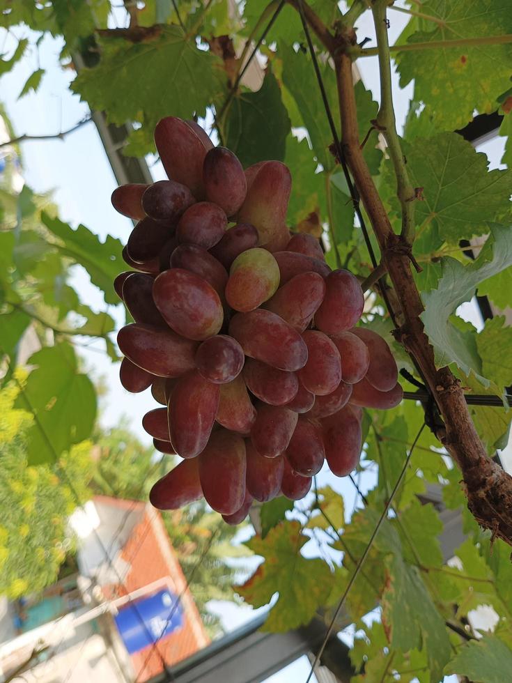 Ripe Grape on Tree photo