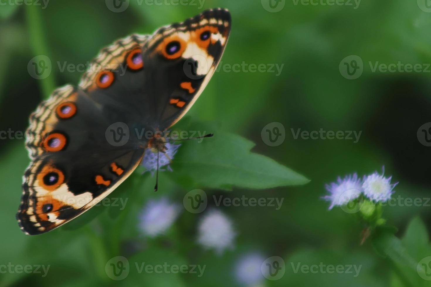 Flying insect animal, flower-sucking buckeye butterfly with mixed black texture photo