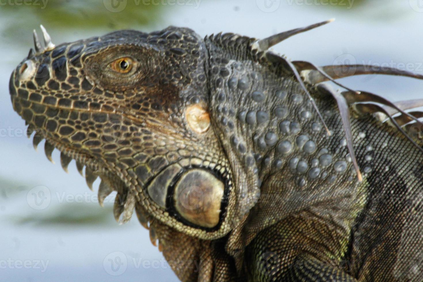 Las iguanas son un género de lagartijas que viven en los trópicos de América Central, América del Sur y las islas del Caribe. estos lagartos fueron descritos por primera vez por un zoólogo austríaco, papel tapiz macro, iguana foto