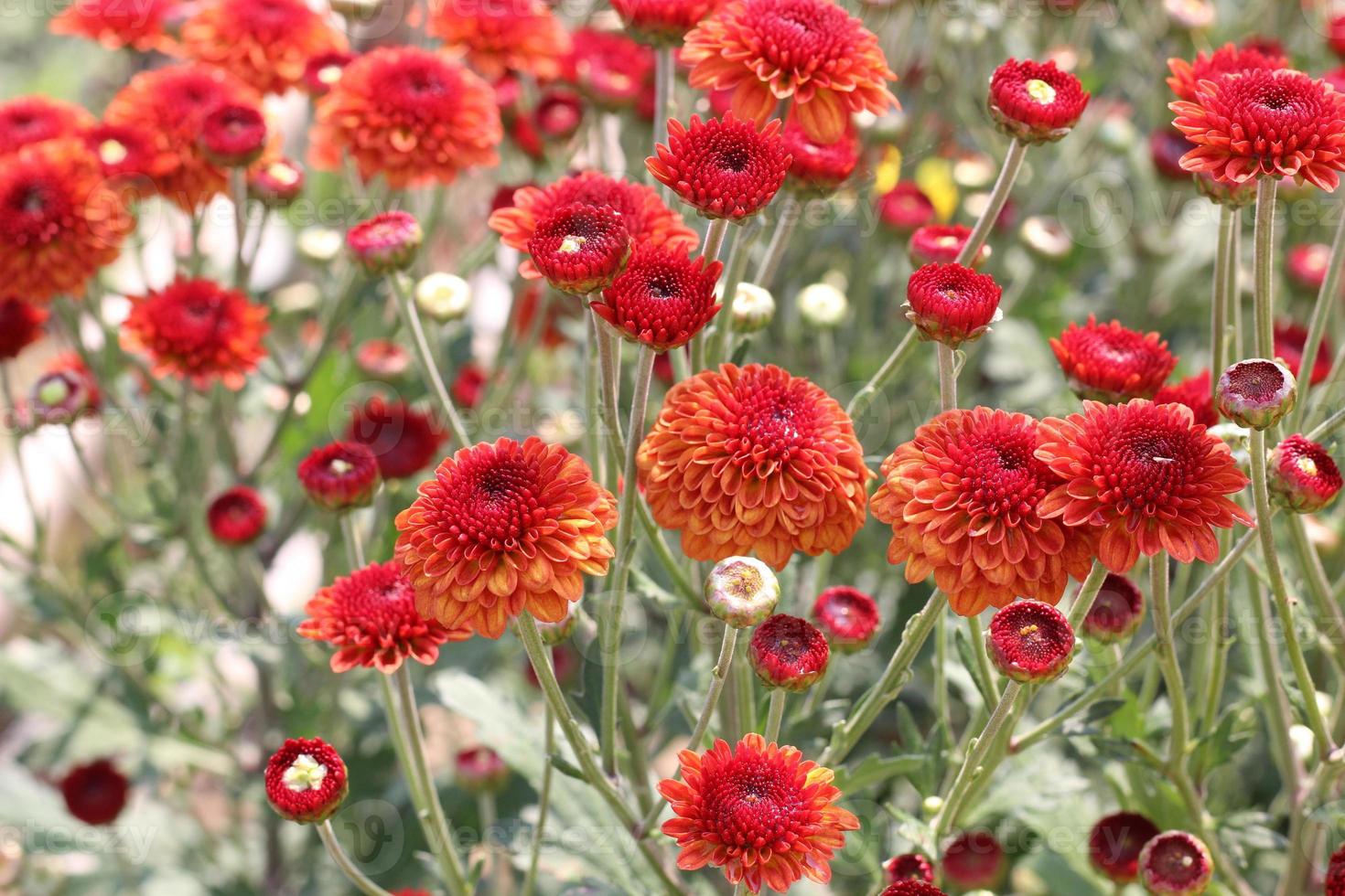 The flower garden is blooming beautifully. photo