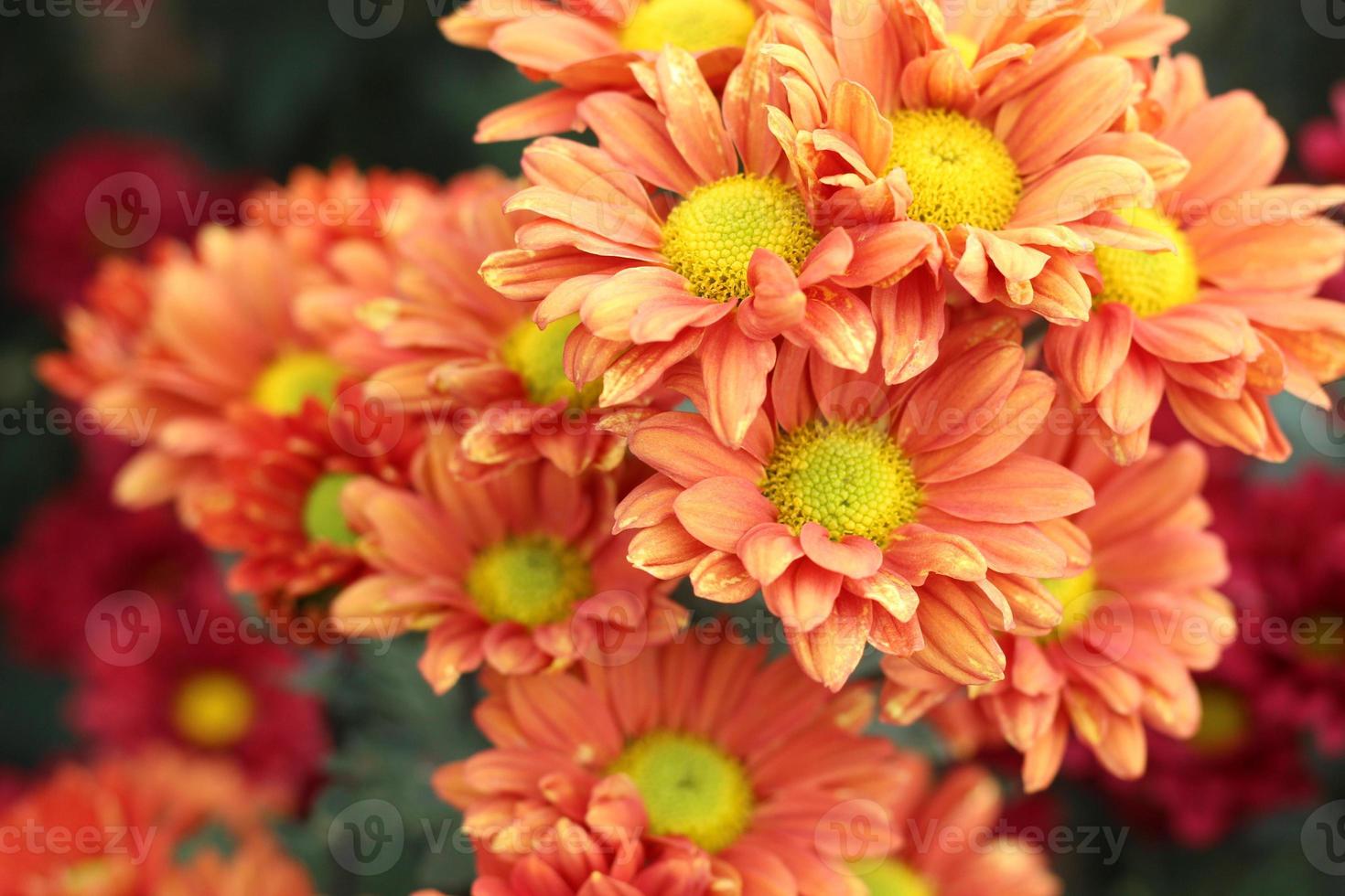 The flower garden is blooming beautifully. photo
