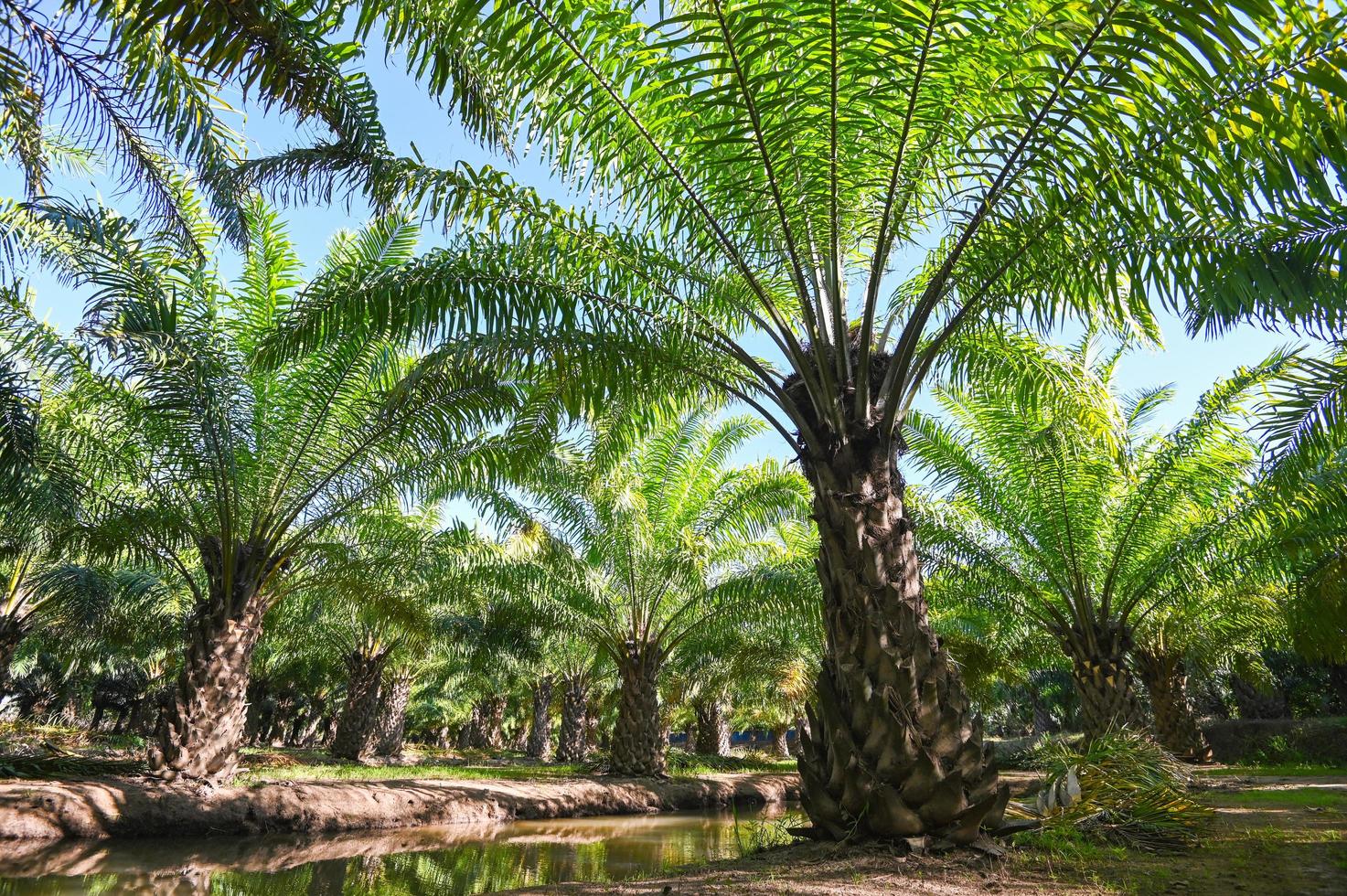 Palm tree in the palm garden with beautiful palm leaves nature and sunlight morning sun, palm oil plantation growing up farming for agriculture Asia photo