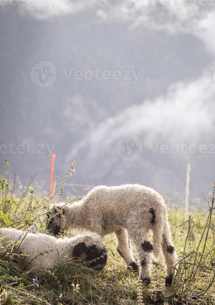blacknosesheep schaf wolle foto