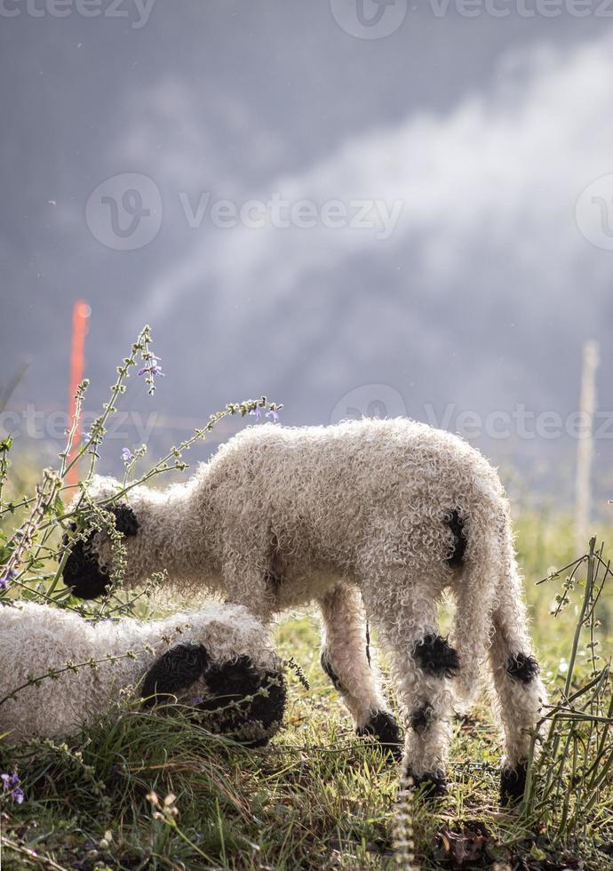 Blacknosesheep Schaf Wolle photo