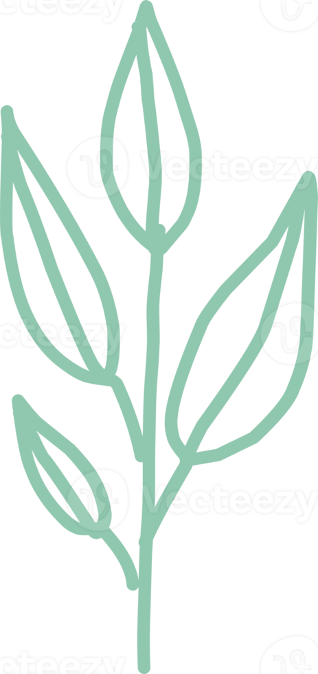 simple drawn twig with leaves. isolated twig png