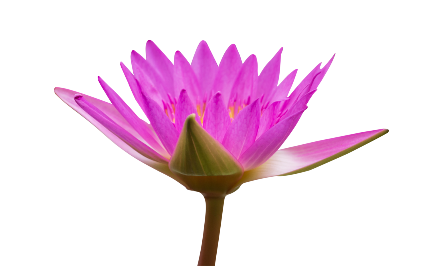 Lotus flower on transparent background png