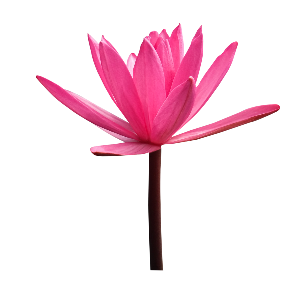 Red lotus flower on transparent background png