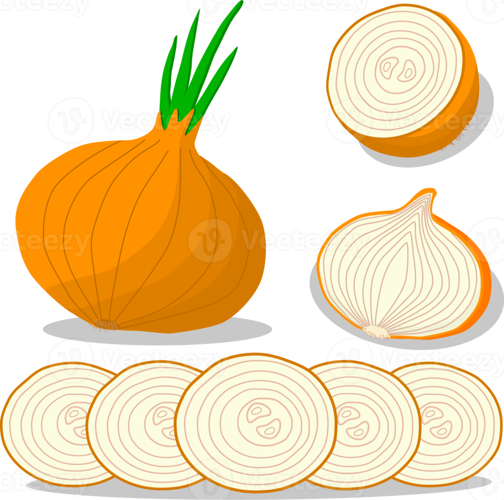 süß saftig schmackhaftes natürliches Öko-Produkt Zwiebel png