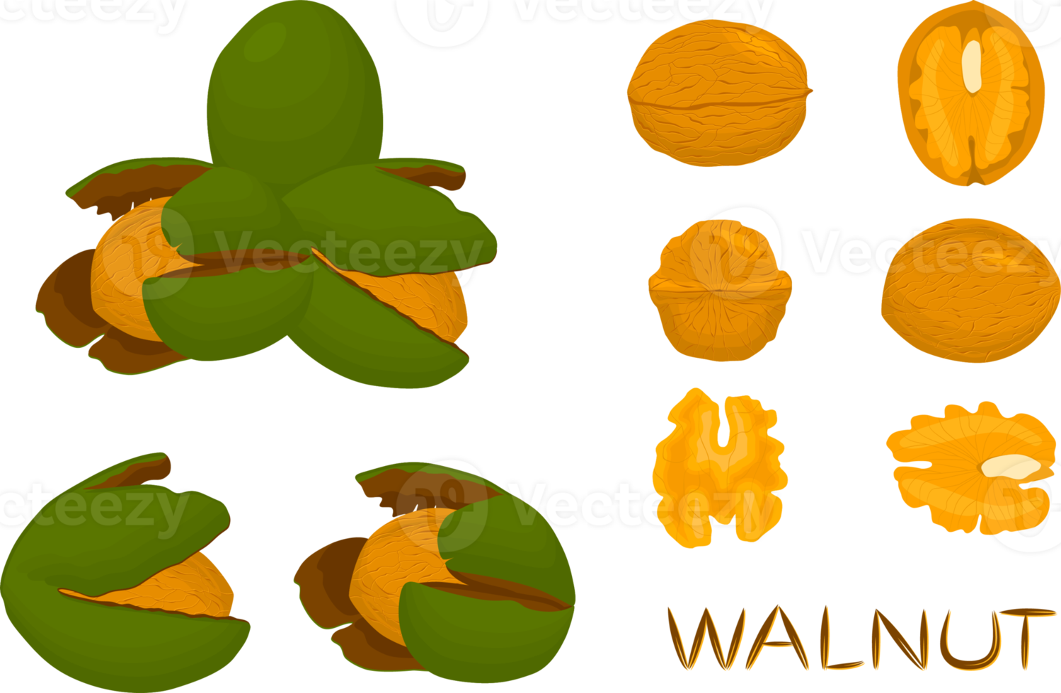 big set different types walnut in nutshell png