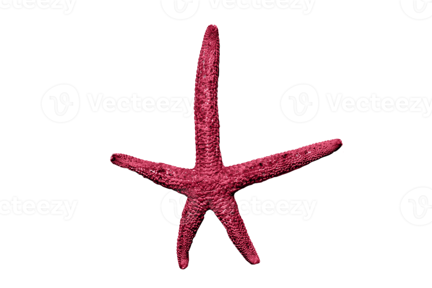 Pink starfish isolated on a transparent background png