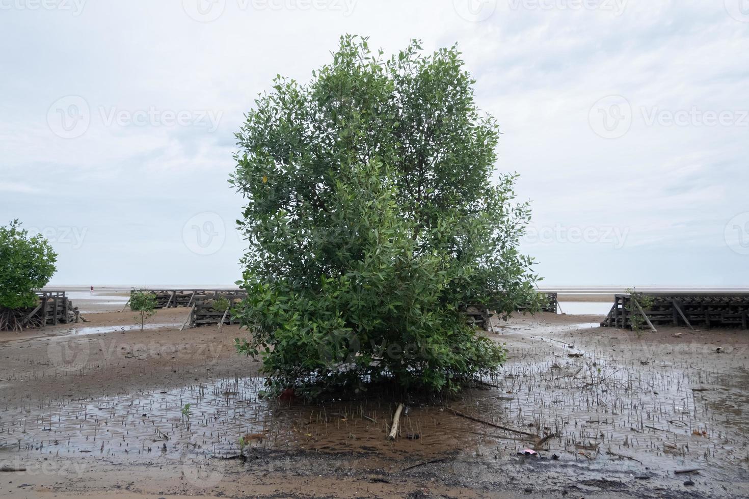 mangle arboles en el playa foto