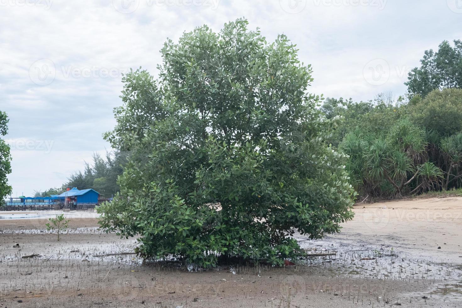 mangrove trees on the beach photo