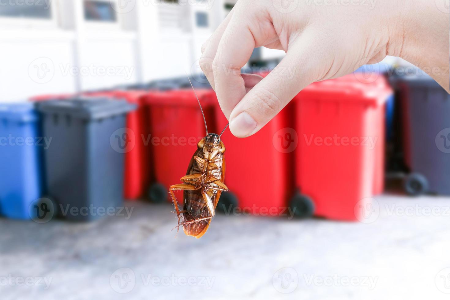 Hand holding cockroach on bin, eliminate cockroach in bin, Cockroaches as carriers of disease photo