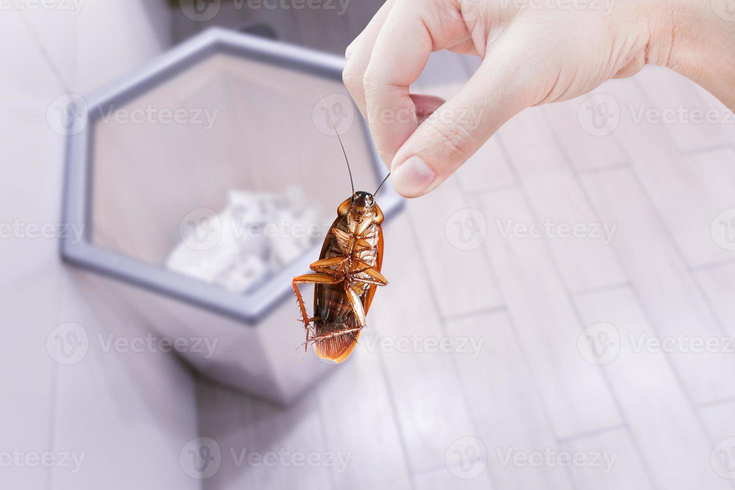 mano participación cucaracha en compartimiento, eliminar cucaracha en compartimiento, cucarachas como portadores de enfermedad foto