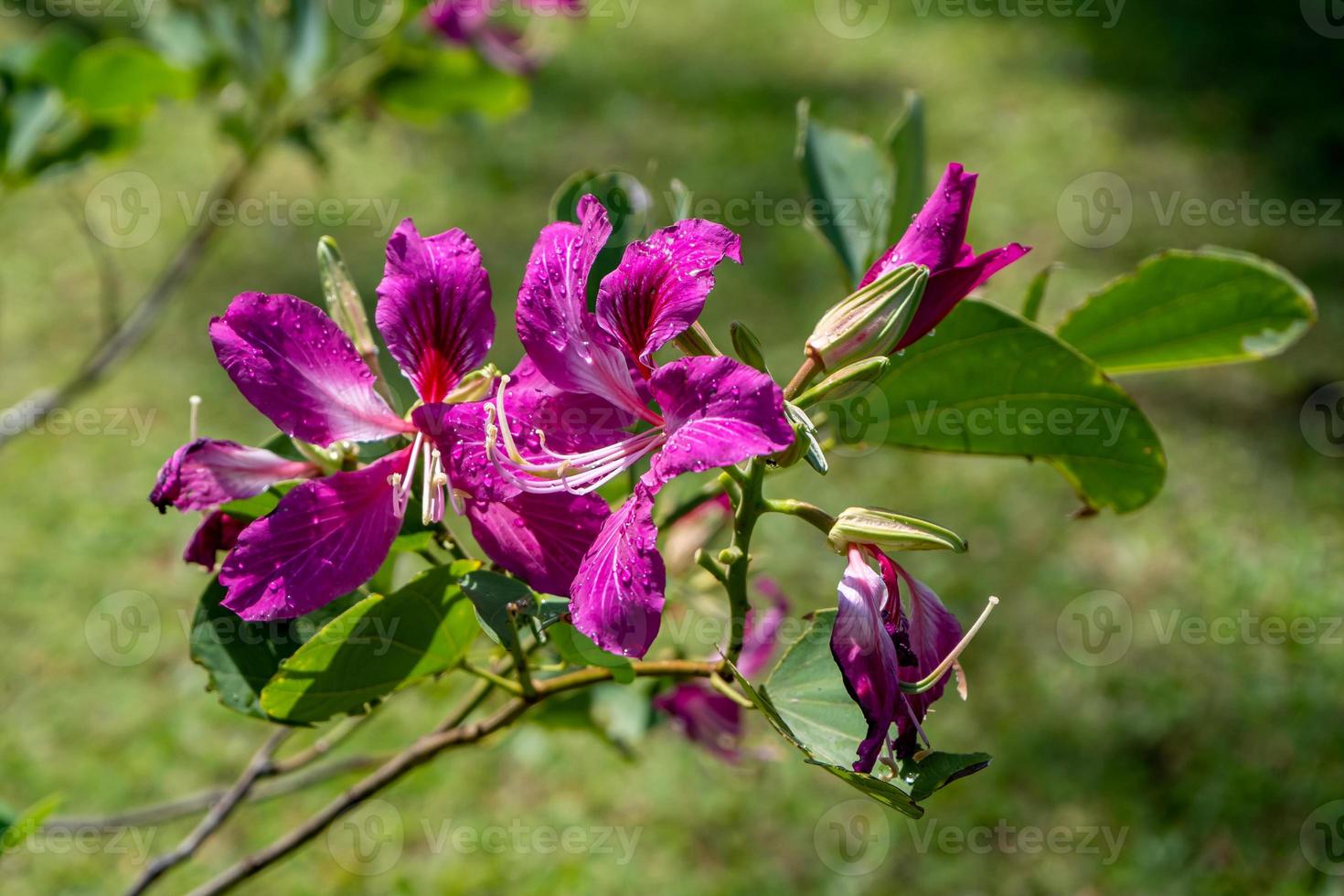 Purple Orchid Tree, Hong Kong Orchid Tree, Purple Bauhinia blooming in the garden photo