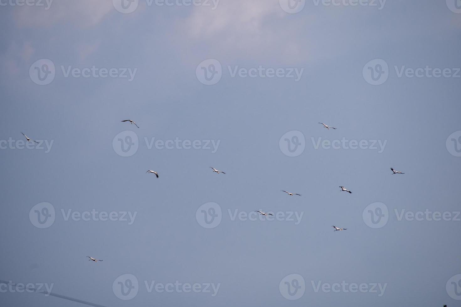 pájaros volando en el cielo azul foto