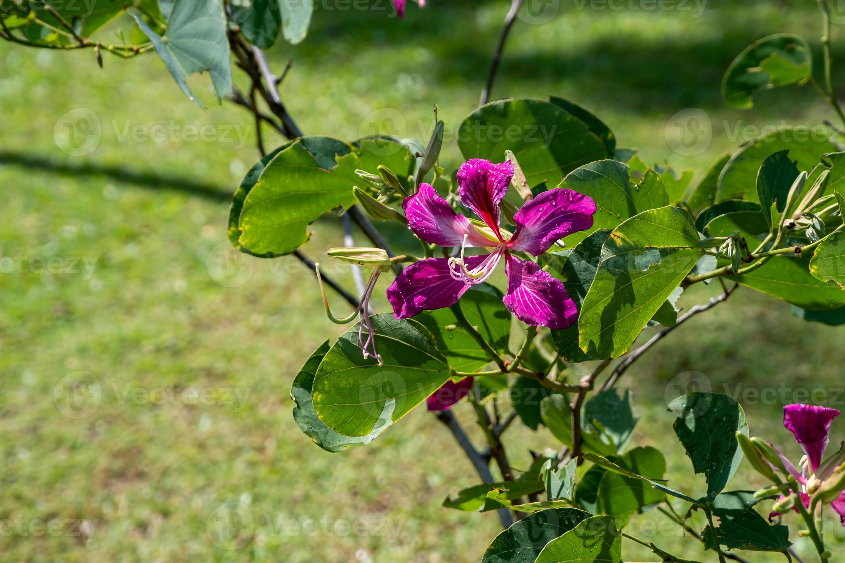 Purple Orchid Tree, Hong Kong Orchid Tree, Purple Bauhinia blooming in