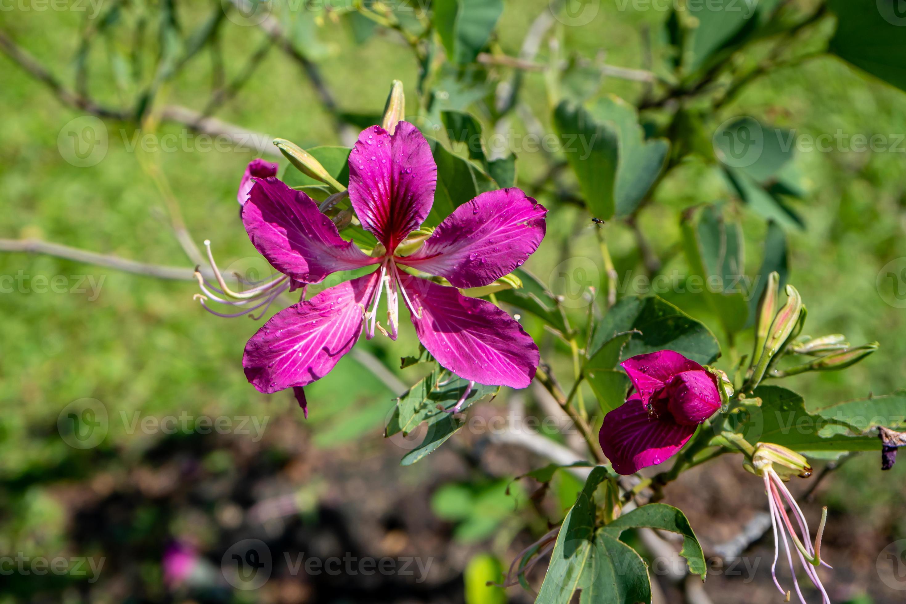 Purple Orchid Tree, Hong Kong Orchid Tree, Purple Bauhinia blooming in
