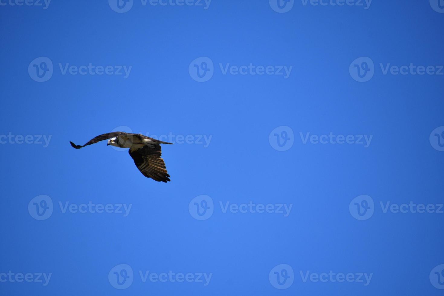 maravilloso ver de un águila pescadora pájaro en vuelo foto