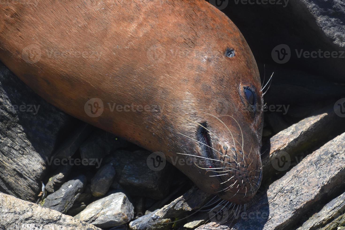 Close Up Look at a Deceased Seal on Rocks photo