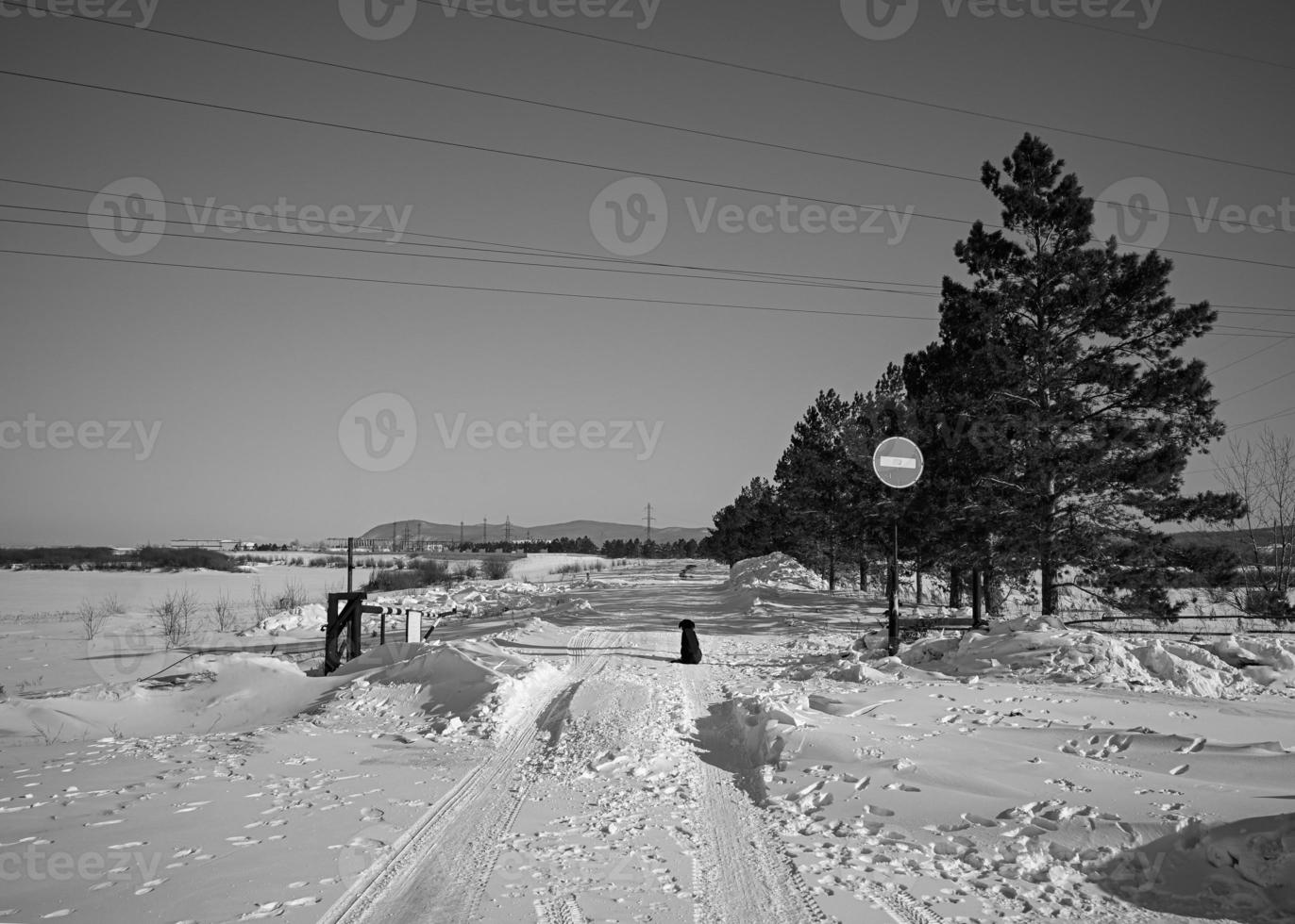 Abandoned city, wires. Old power lines in the field. Black and white photo. photo