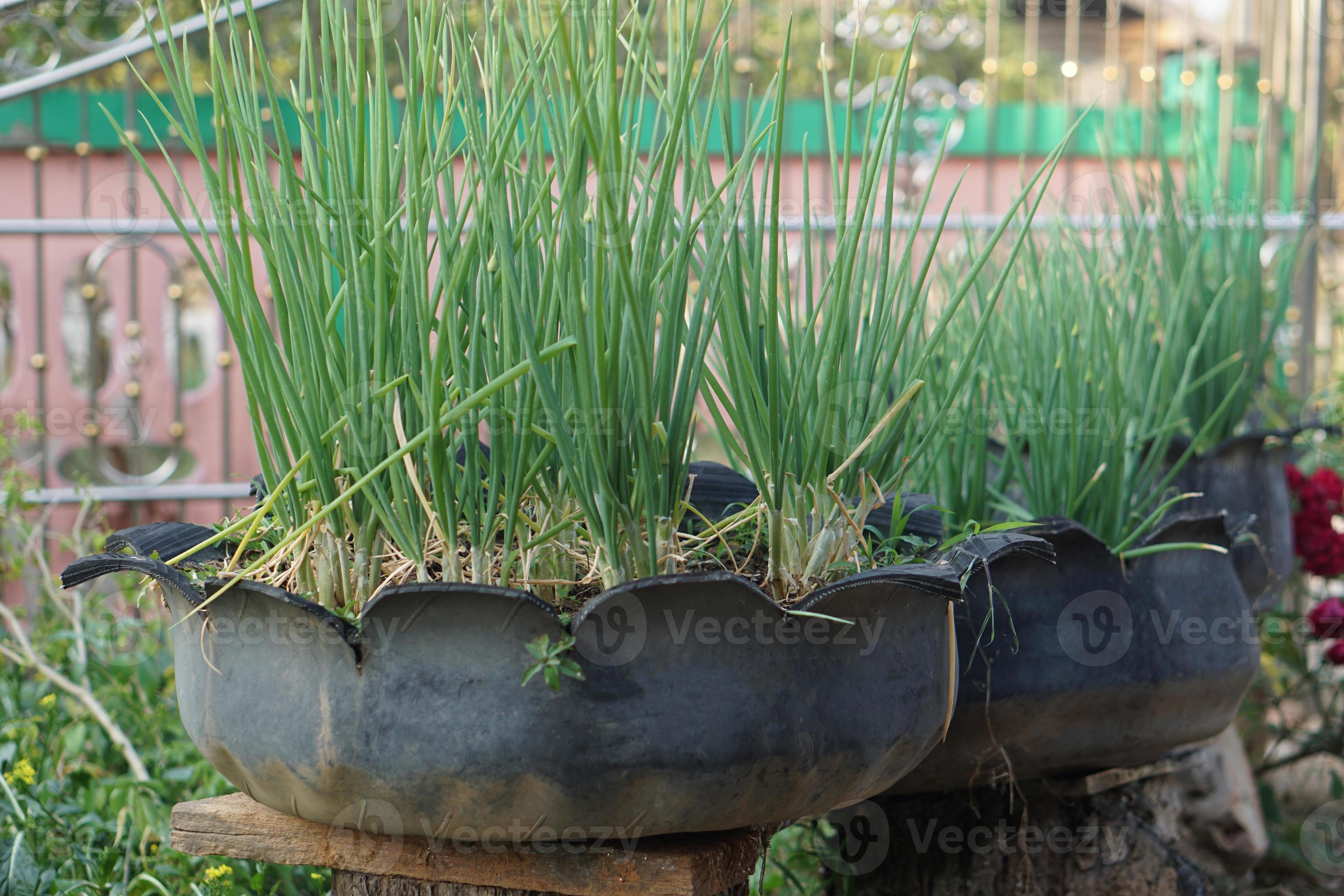 Pots recycled from old tires are used to grow plants. Concept, DIY