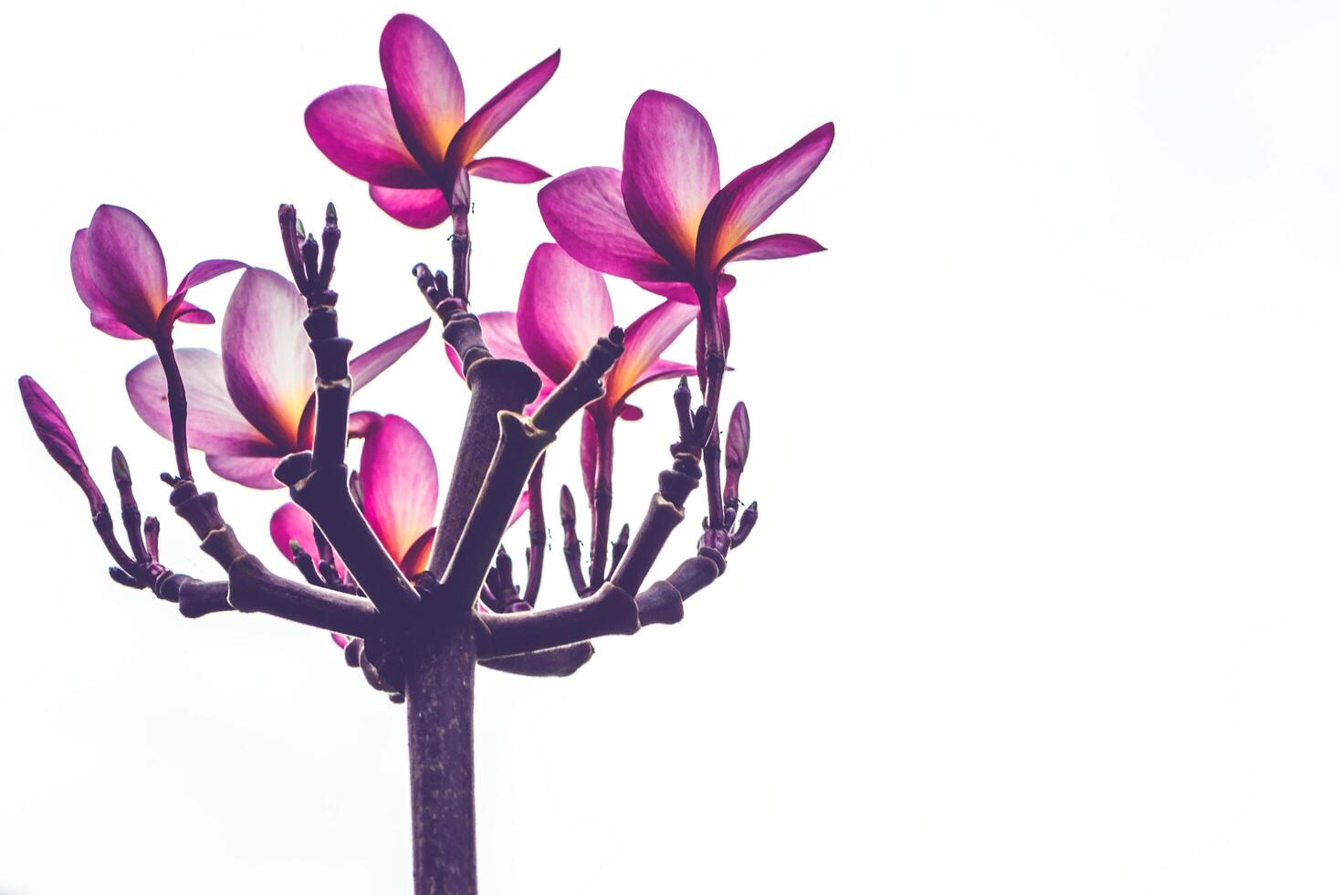 background Flower Plumeria Pink 19772194 Stock Photo at Vecteezy