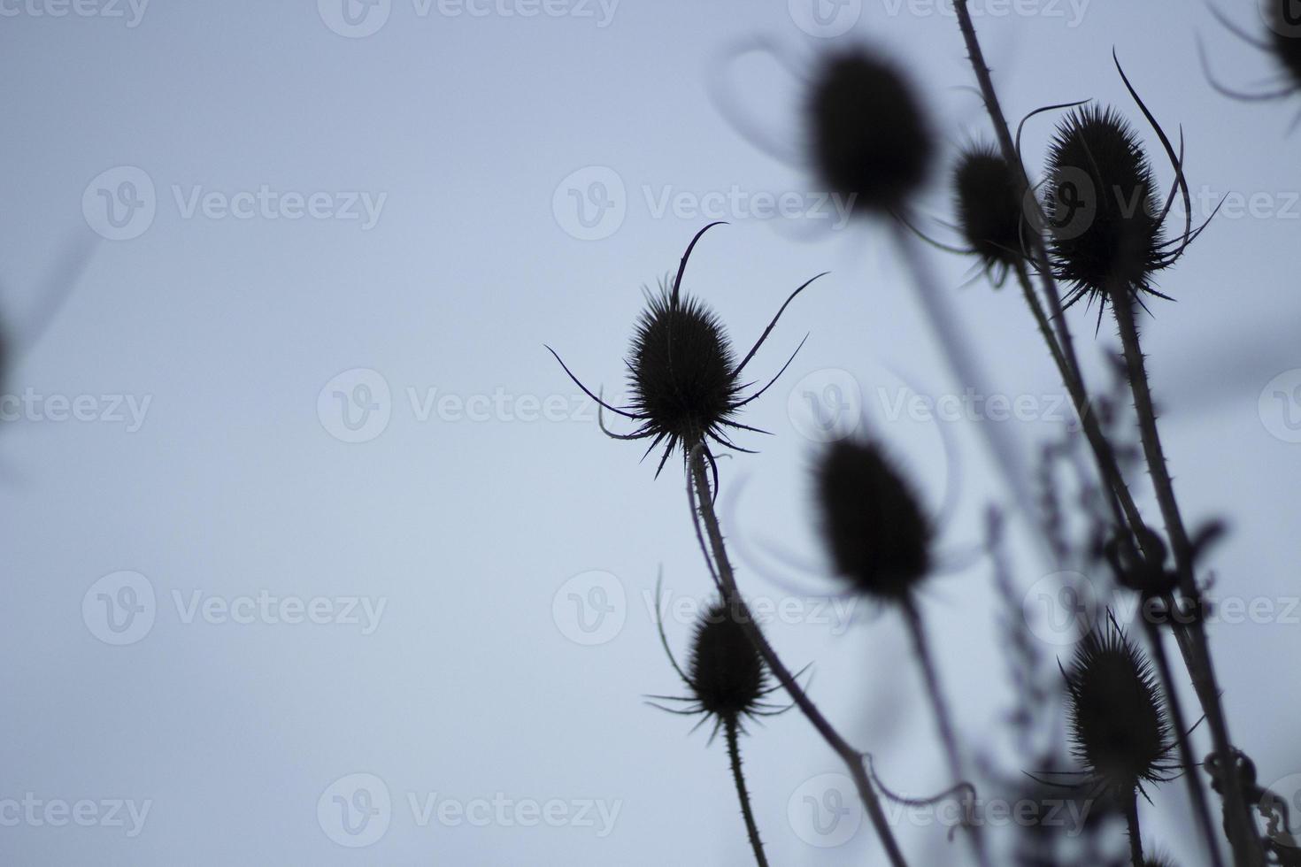 seco plantas. negro espinas espinoso tallos. foto