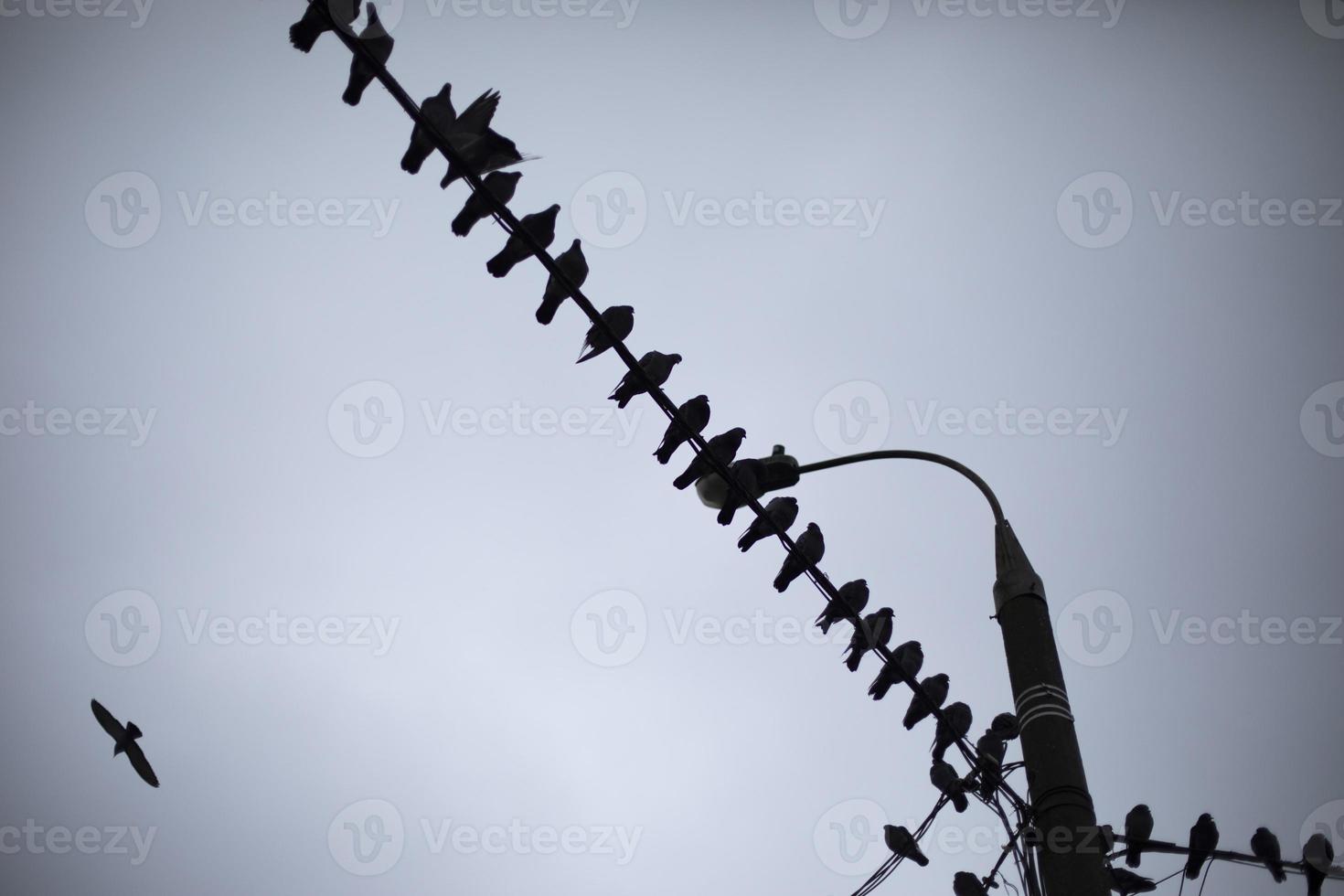 Pigeons on wire. Birds sit on electric wire. Pigeons in city. Details of life. photo