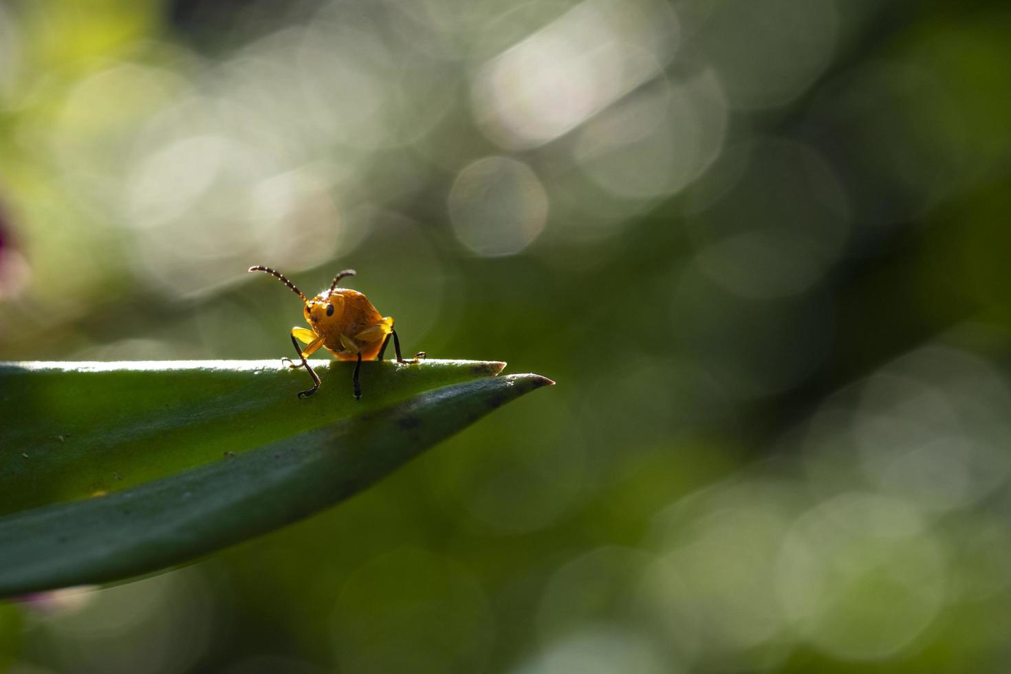 Small yellow insect on leaf.Bokeh light free space for text. photo