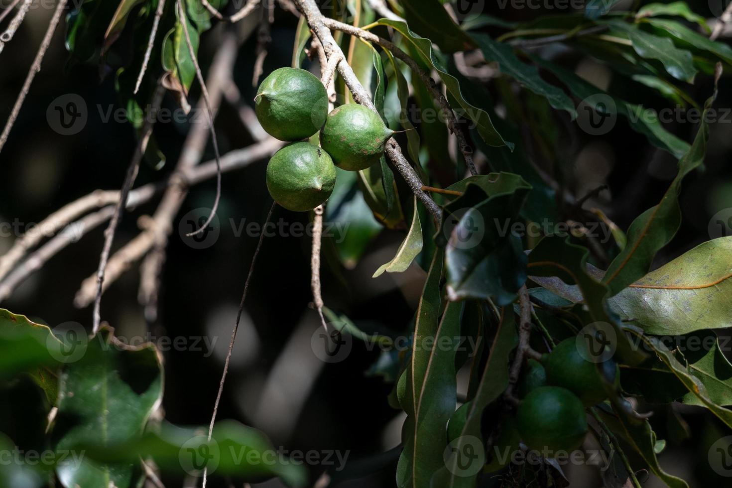 Cluster of Macadamia nuts hanging on tree. photo