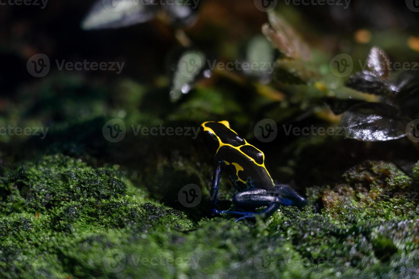 Dendrobates tinctorius, dyeing poison-arrow frog. photo