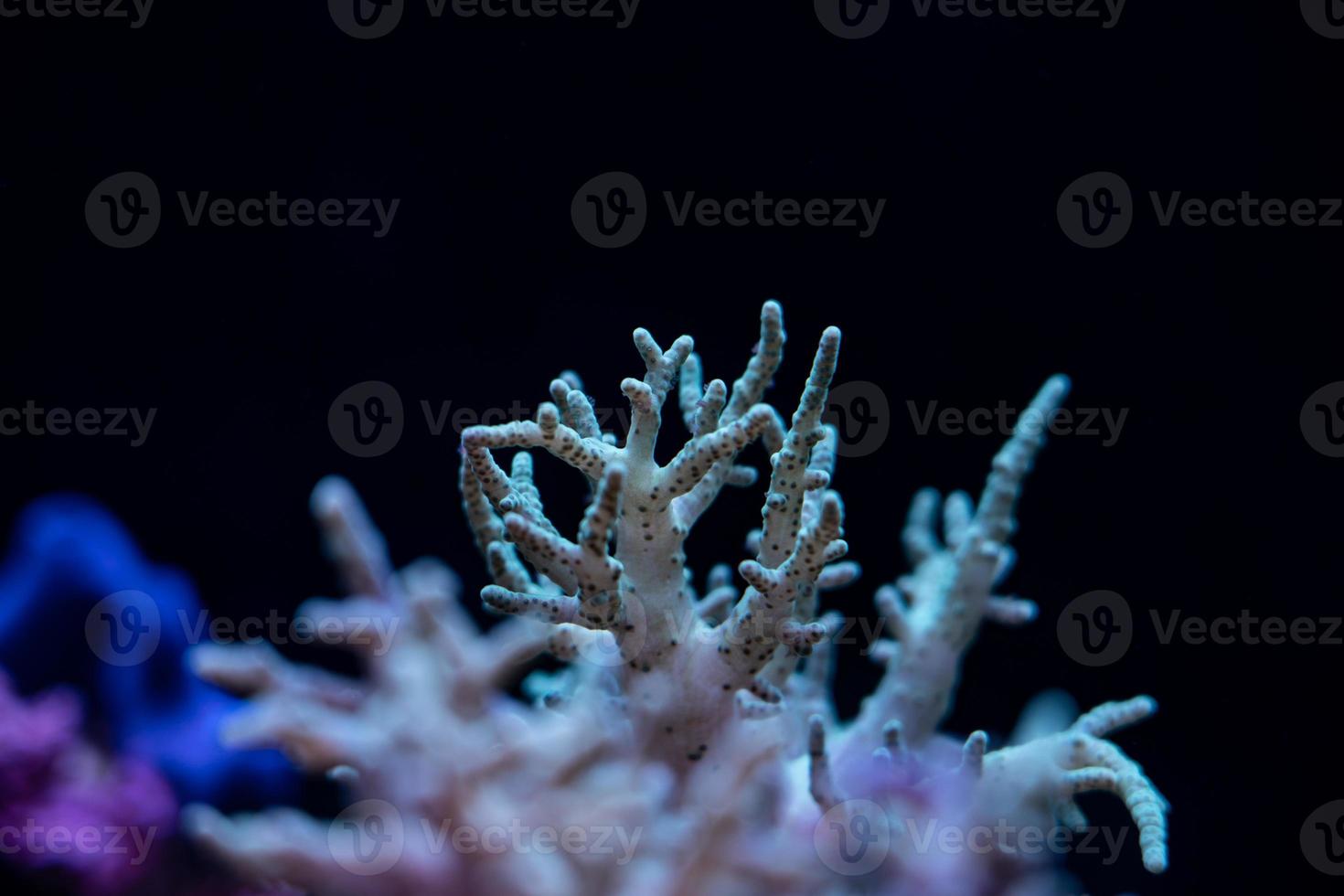 submarino coral arrecife tropical mar vista. foto
