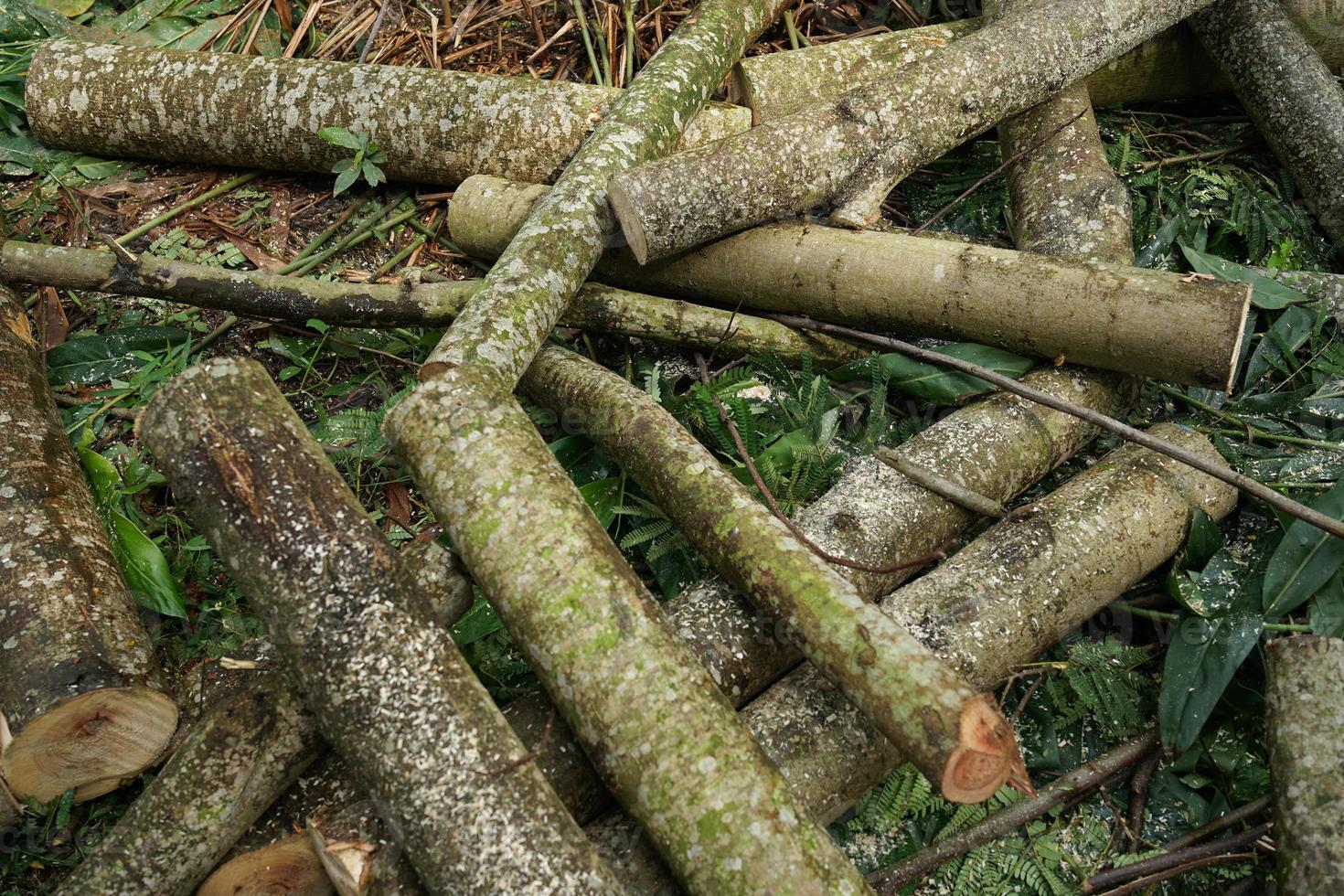logs of felled trees photo