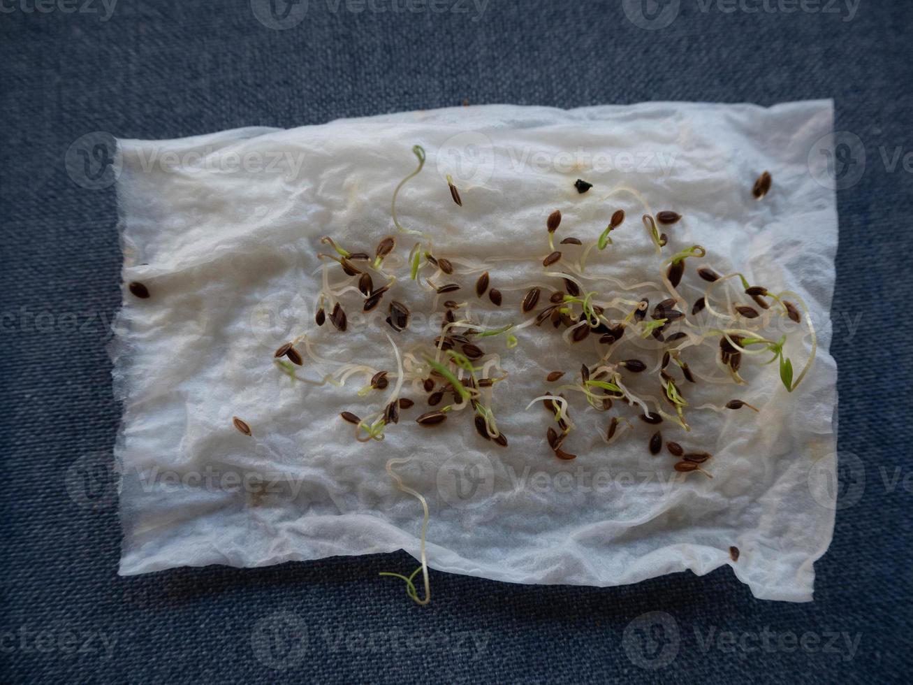 Cress salad Microgreens growing background. Photo micro green sprouts seedling