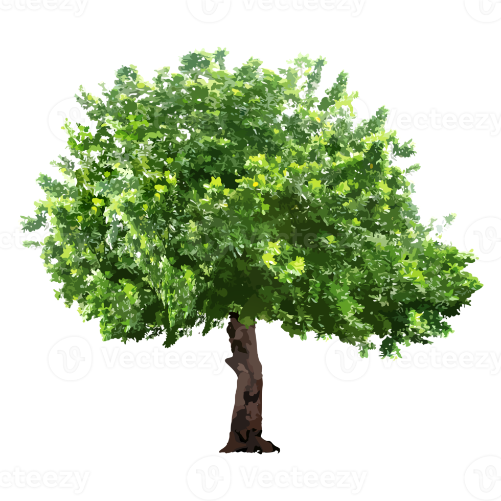 geïsoleerd bomen Aan zonder achtergrond png