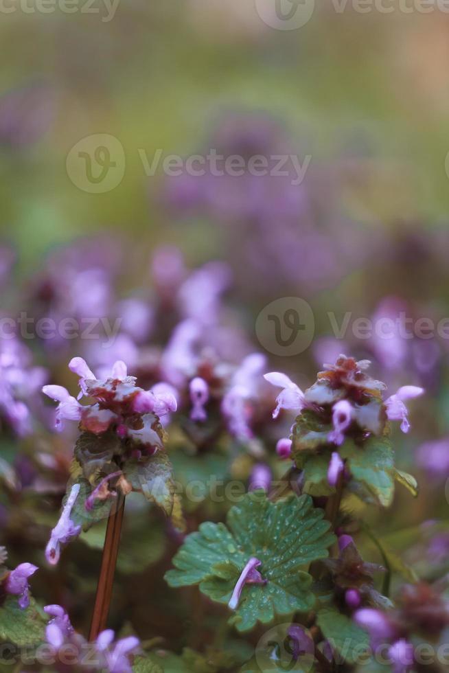 cerca arriba agrupados lamio purpureum flores concepto foto