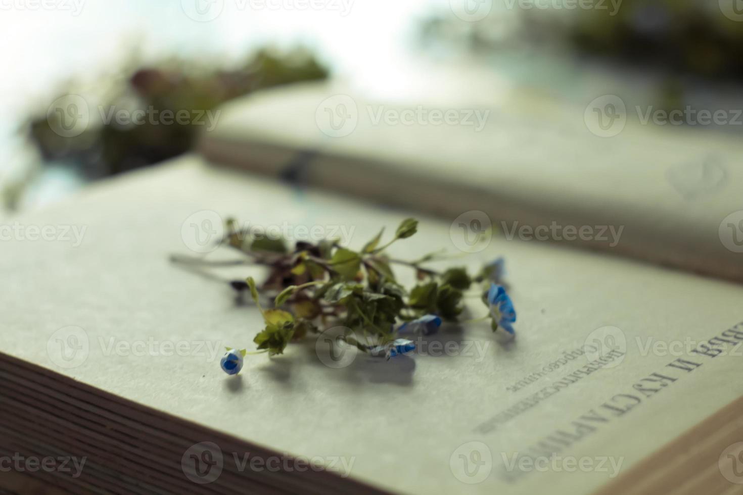 Close up preserving wildflowers bunch in between book pages concept photo