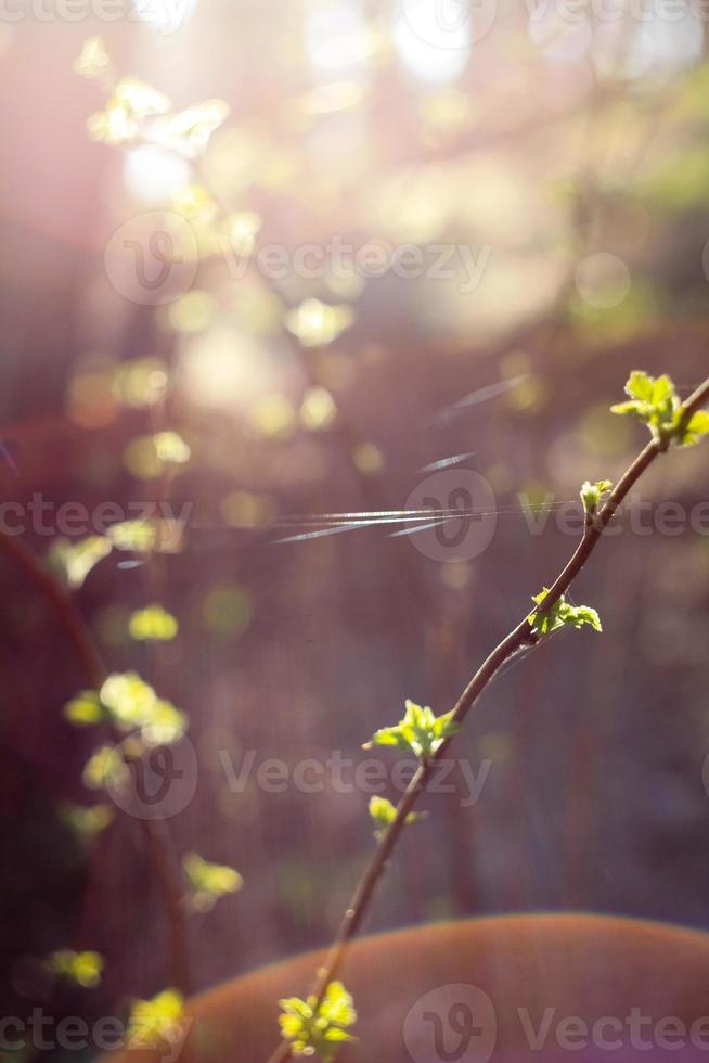 Close up twig with young leaves and thin web line concept photo