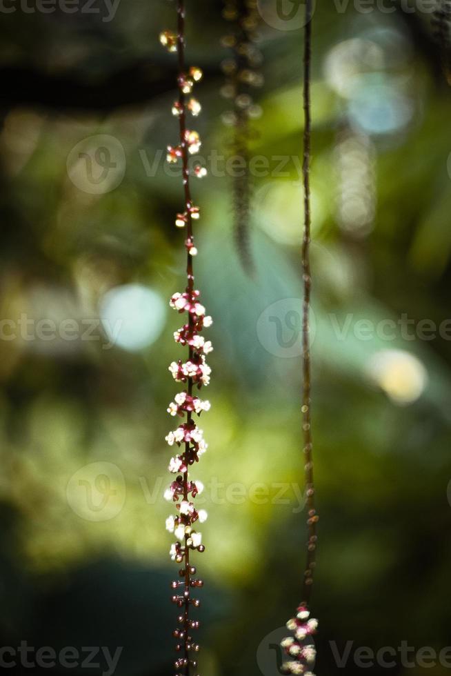 Close up flowering trichostigma plants concept photo