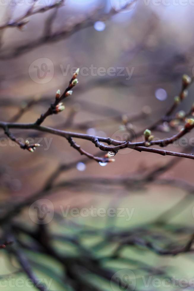 Close up wet brown twig with buds after spring rain concept photo
