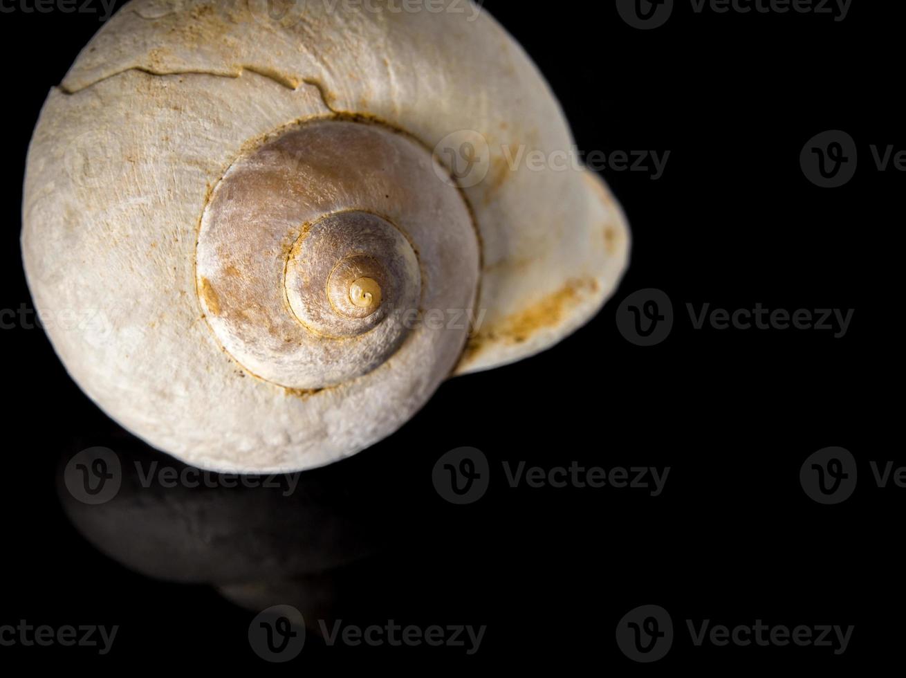 Fossil of Land snail shell photo