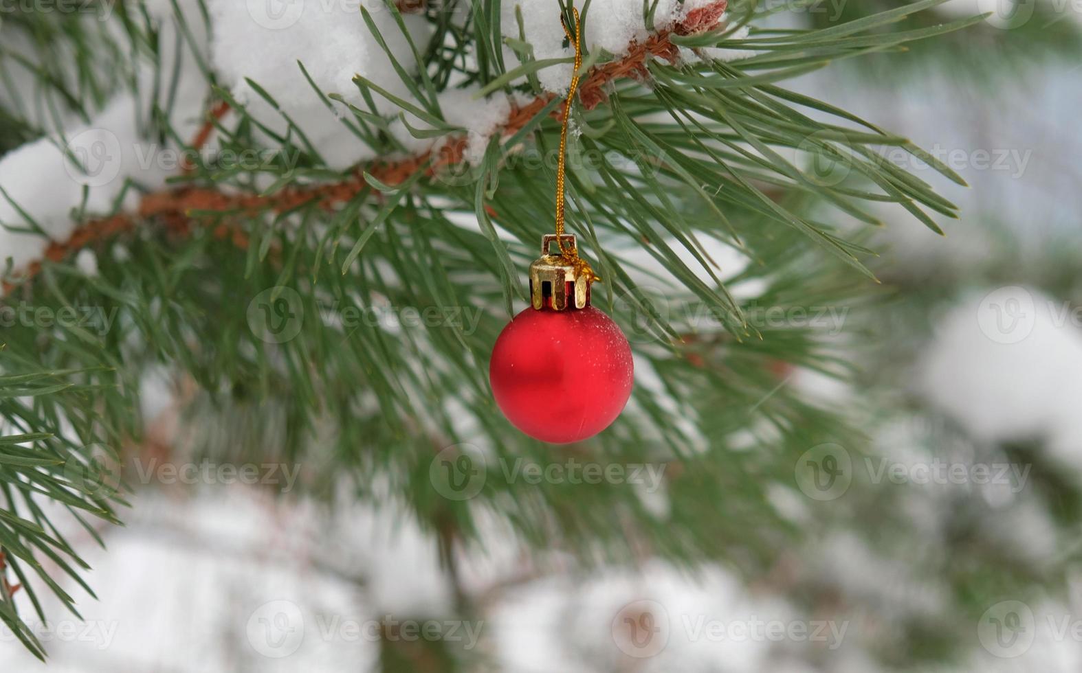 The defocused background of Fir green branches are decorated with small red ball. Selective focus. Snow-covered spruce pine branches. photo