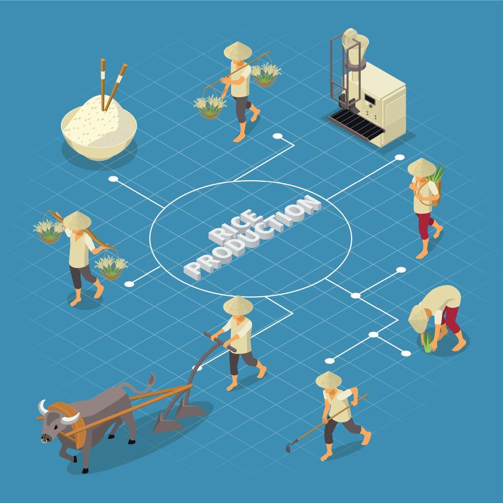 Isometric Rice Production Flowchart vector