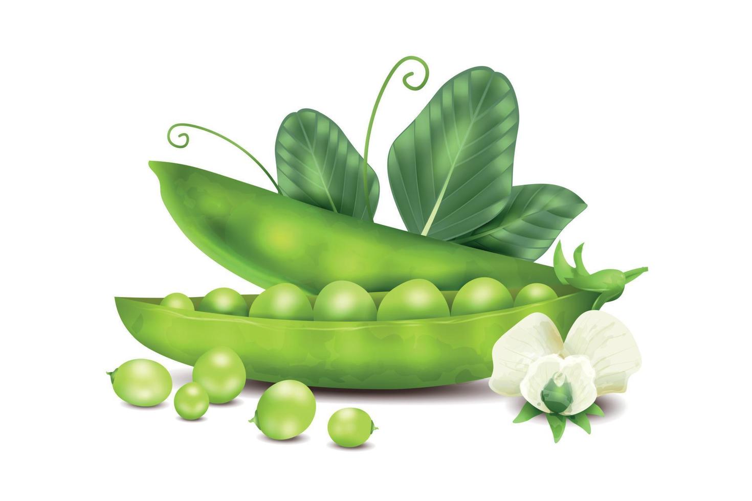 Realistic Peas Concept vector